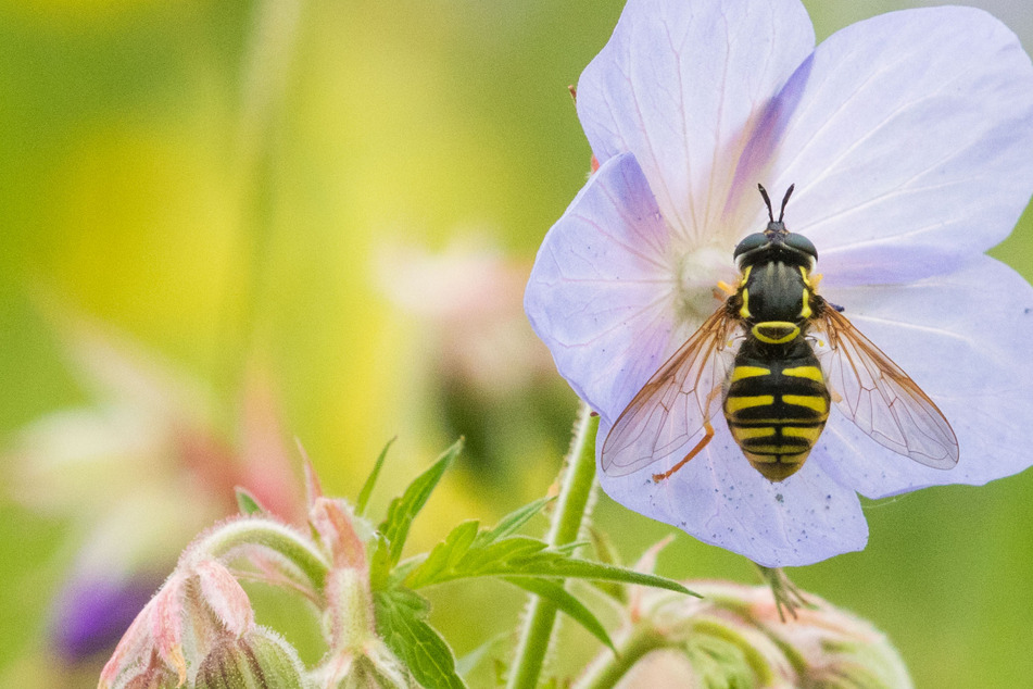 Der Bestand der Schwebfliegen (Foto) ist massiv zurückgegangen.