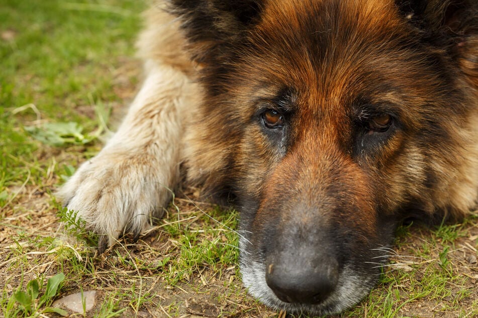 Tierarzt soll Hund einschläfern, doch er macht einen tragischen Fehler