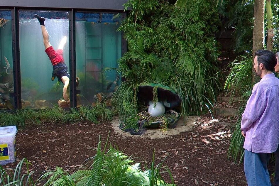 Gil beweist bei der Dschungelprüfung, dass stille Wasser tief sind.