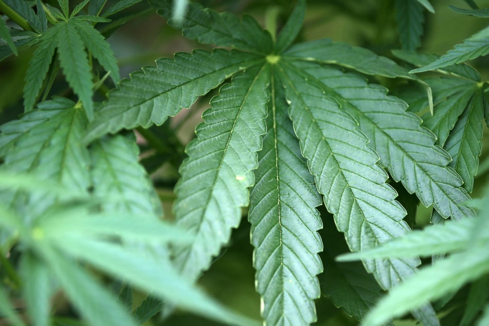 Produktwarnung zu CBD-Öl mit Hanfextrakt: Nicht verzehren!
