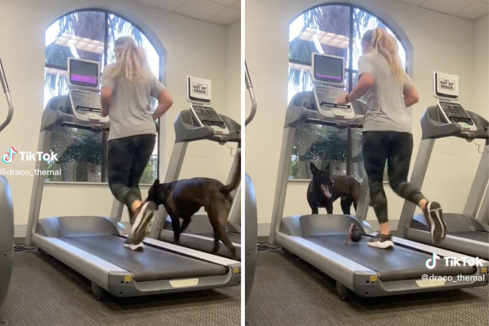 When his owner runs on the treadmill in a new viral video on TikTok, Draco loads it up with his toy and plays fetch by himself!