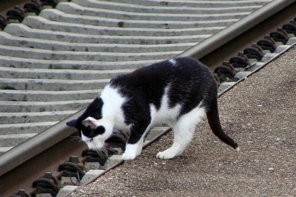 Eine Katze löste in Niederbayern einen Polizeieinsatz aus, weil sie in einen Zug einstieg.