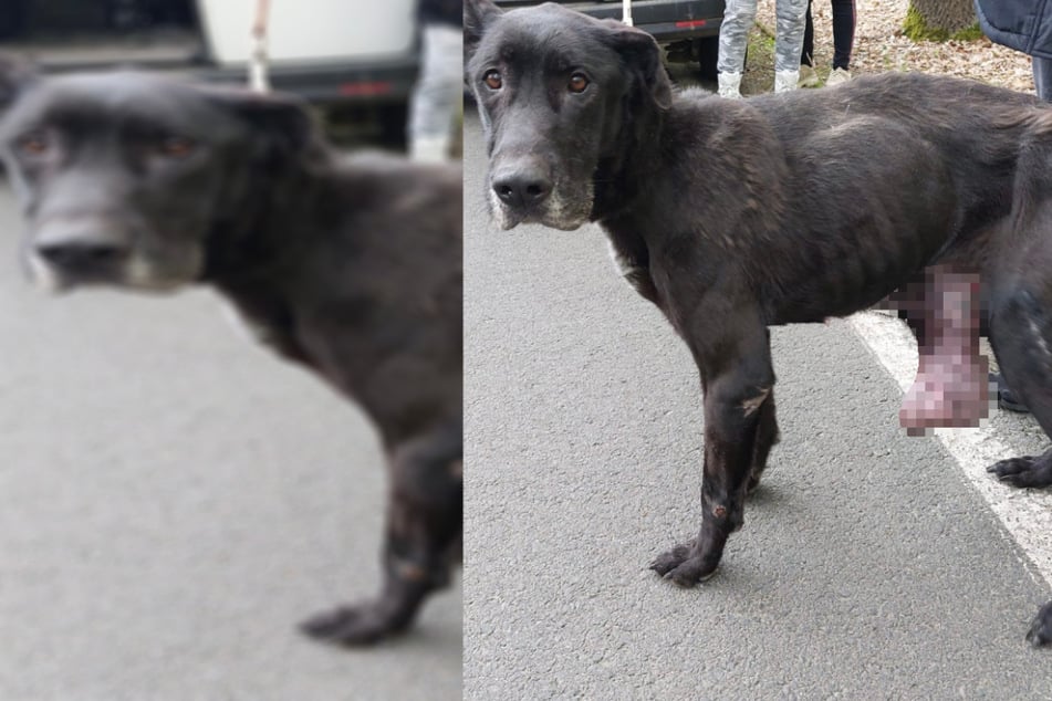 Abgemagert, verwahrlost, zurückgelassen: Krebskranker Hund mit riesigem Tumor ausgesetzt