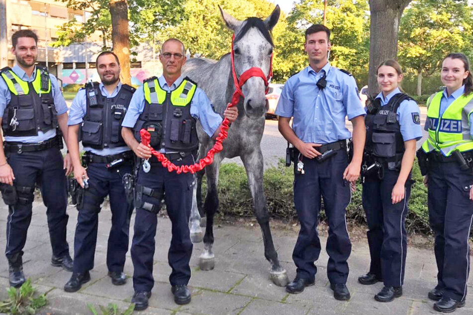 Zahlreiche Polizeibeamte finden ein Pferd in Erkrath ein.