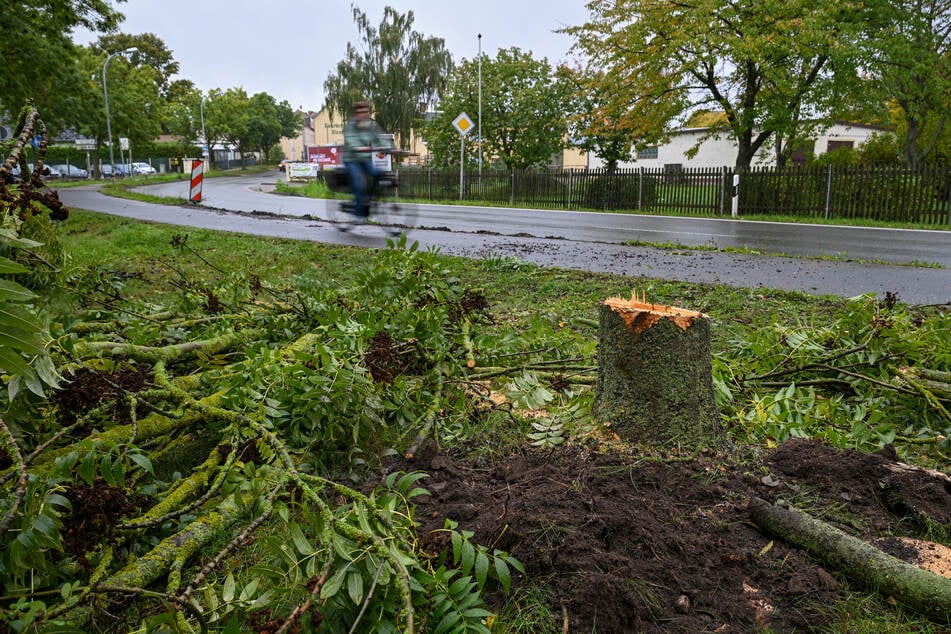 Energiewendeopfer: Der erste Baum, der für den Transport gefällt wurde - weitere könnten folgen.
