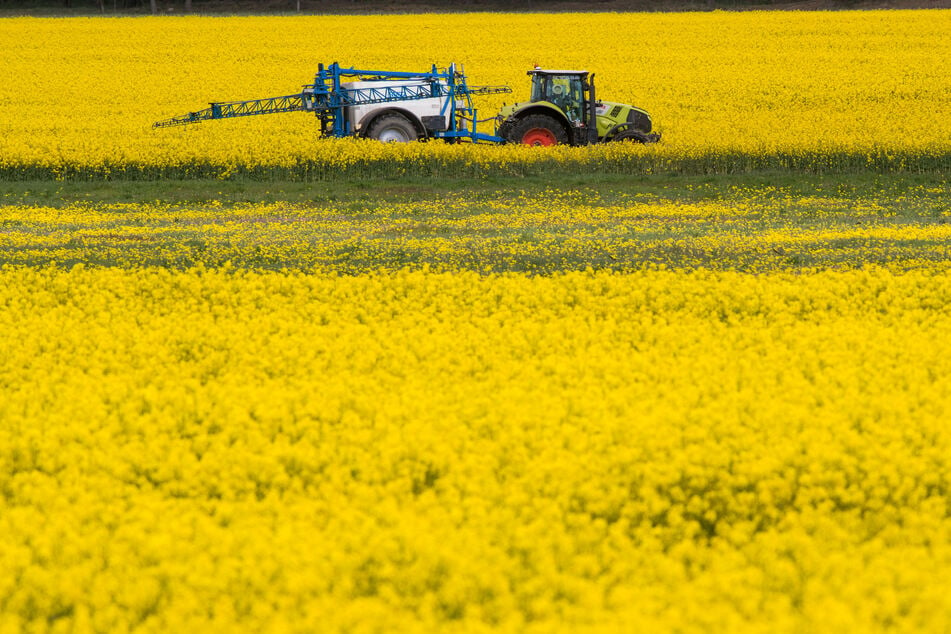 Ein Traktor zieht bei der Behandlung von Raps eine Pflanzenspritze durch ein Rapsfeld. In ganz Baden-Württemberg werden jährlich rund 1900 Tonnen versprüht.