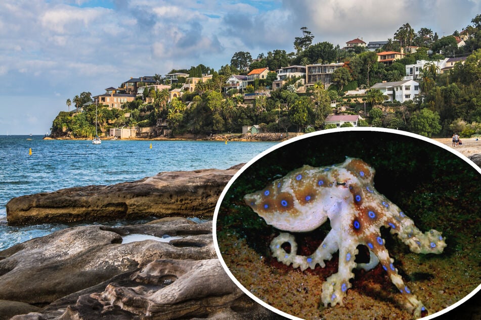 Beim Muschelsuchen am Strand: Frau von Todes-Oktopus gebissen - "Gift stärker als Zyankali"