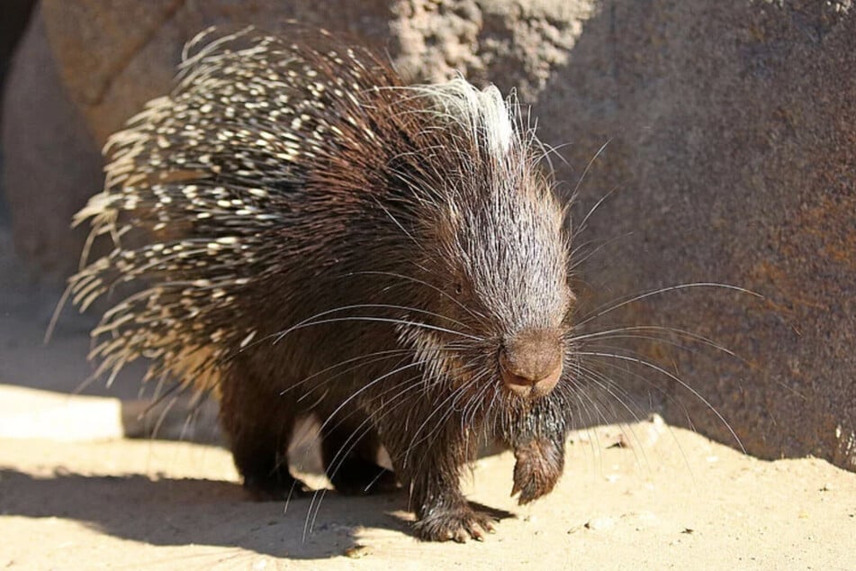 Um sich abzukühlen, haben die Stachelschweine sich in ihre Höhle verzogen.