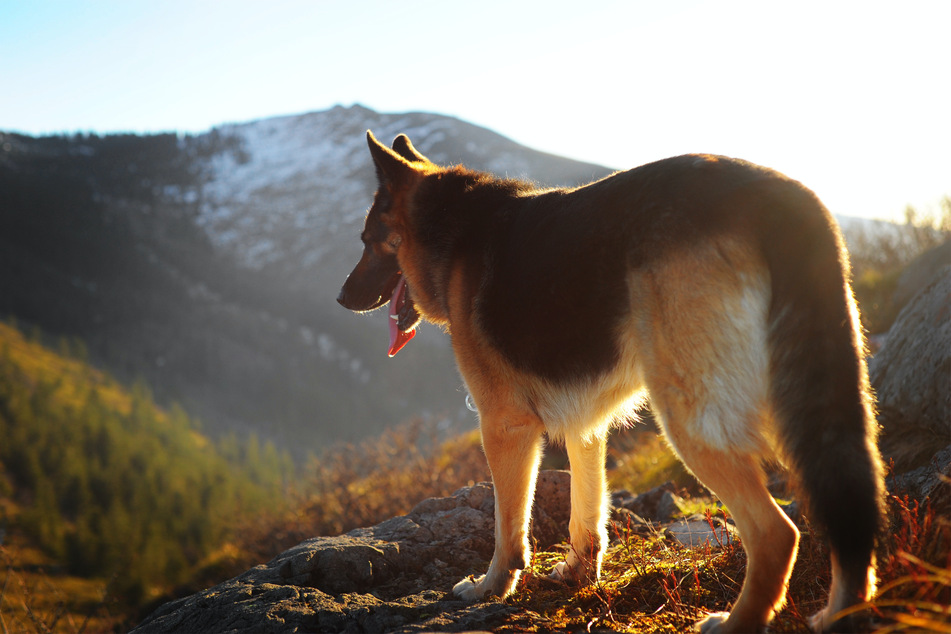 Is there any dog more photogenic than the German shepherd?