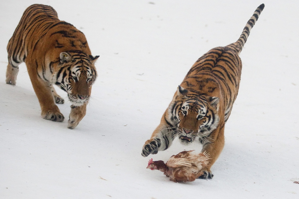 Zwei sibirische Tiger gehen im Osten Russlands wohl auf Soldaten-Jagd.