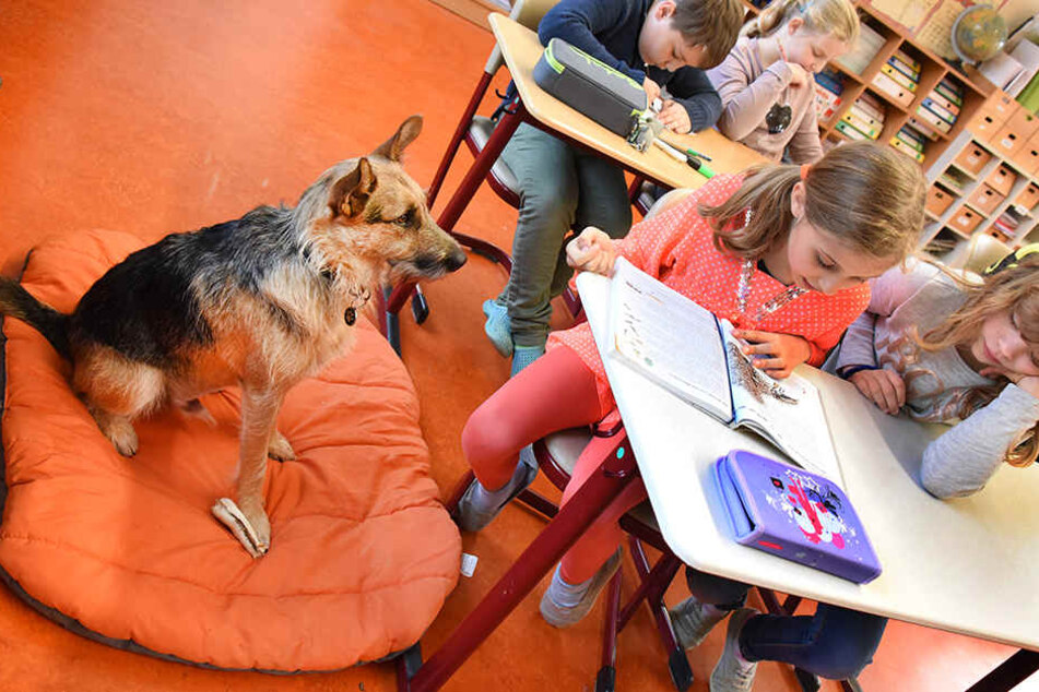 In der Heide- Grundschule in Bad Düben liest die 9-jährige Lana (l.) aus der Klasse 4c Schulhund Rudi aus dem Lesebuch vor.