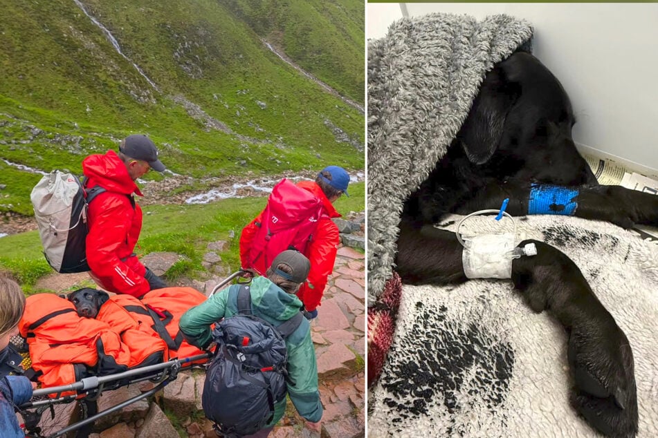 Das Lochaber Mountain Rescue Team brachte Labrador Tokyo nach ihrem Zusammenbruch zum Tierarzt.