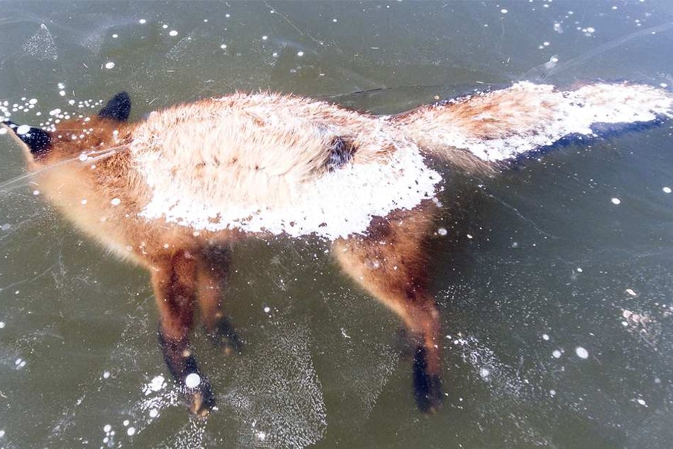 Dieser "Eisfuchs" überlebte seinen Ausflug über den Niederteich in Elstra nicht.