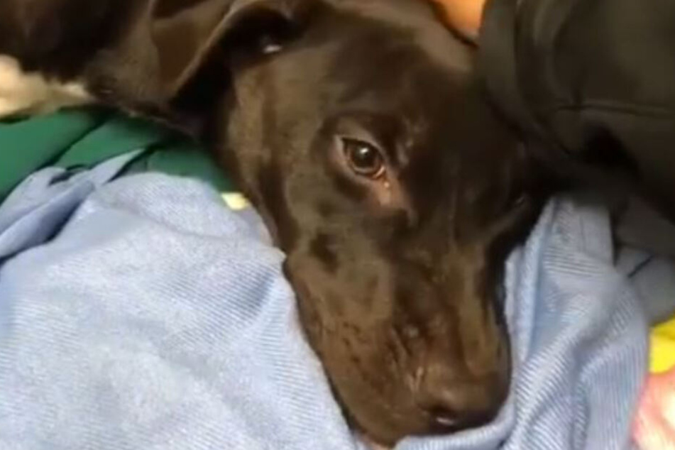 Diesem Hund wurde übel mitgespielt.