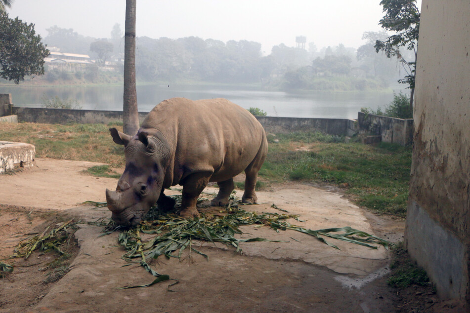 Die einsame Nashorn-Dame Kanchi lebt seit dem Tod ihres Partners Kanchan vor sieben Jahren allein im Nationalzoo.