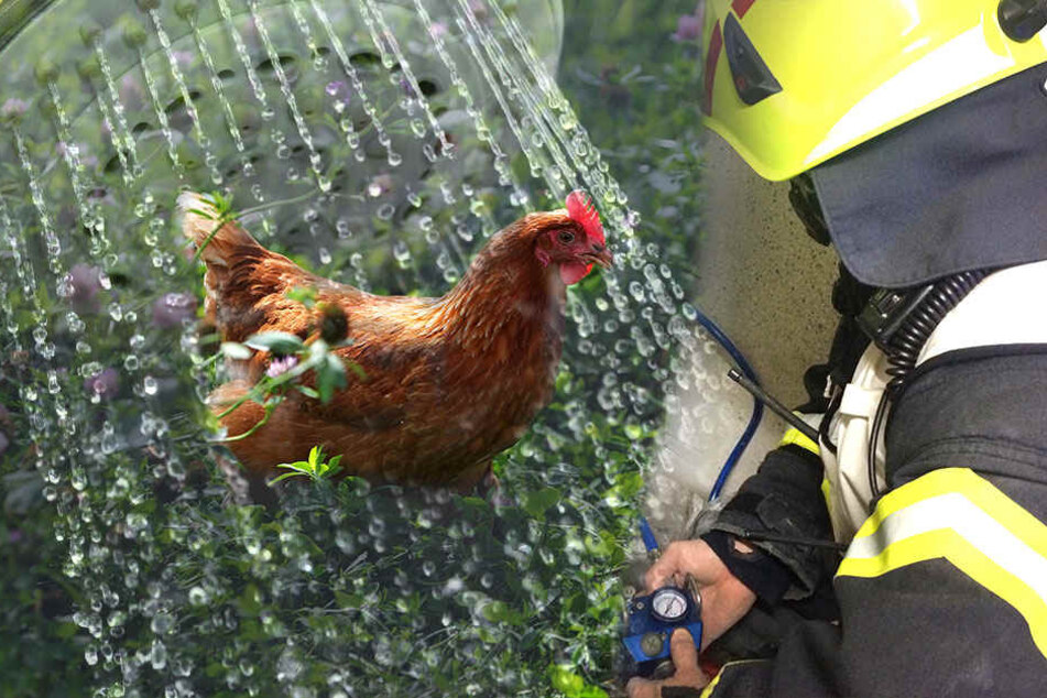 Ein duschendes Huhn hat dafür gesorgt, dass die Feuerwehr anrücken musste (Bildmontage).