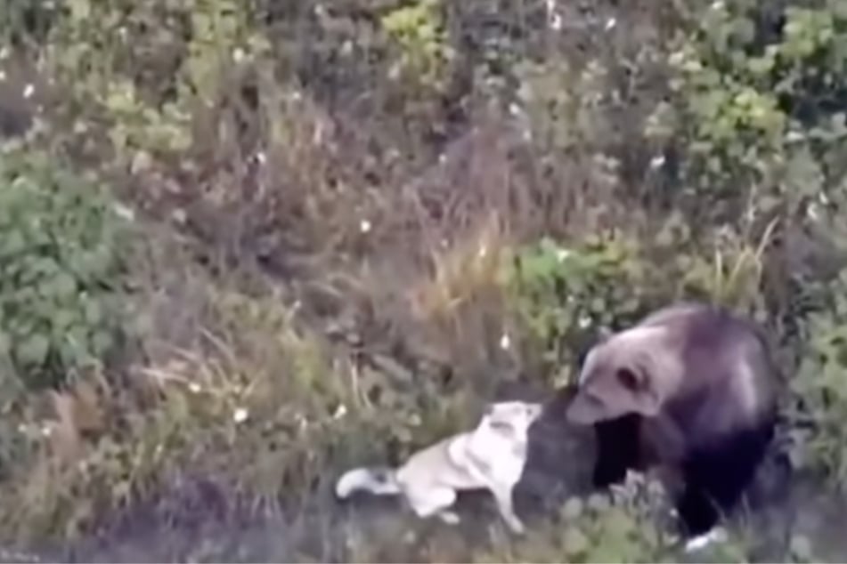 Cuddling up to bears, the escaped dog is obviously interested in new adventures.
