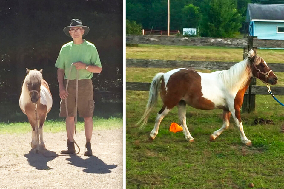 Wood Weller was heartbroken to find that his miniature horse had been killed with a crossbow.