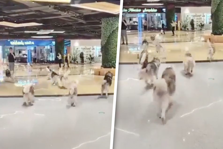 Hundert Huskys rennen durch Einkaufszentrum und beklauen Kunden