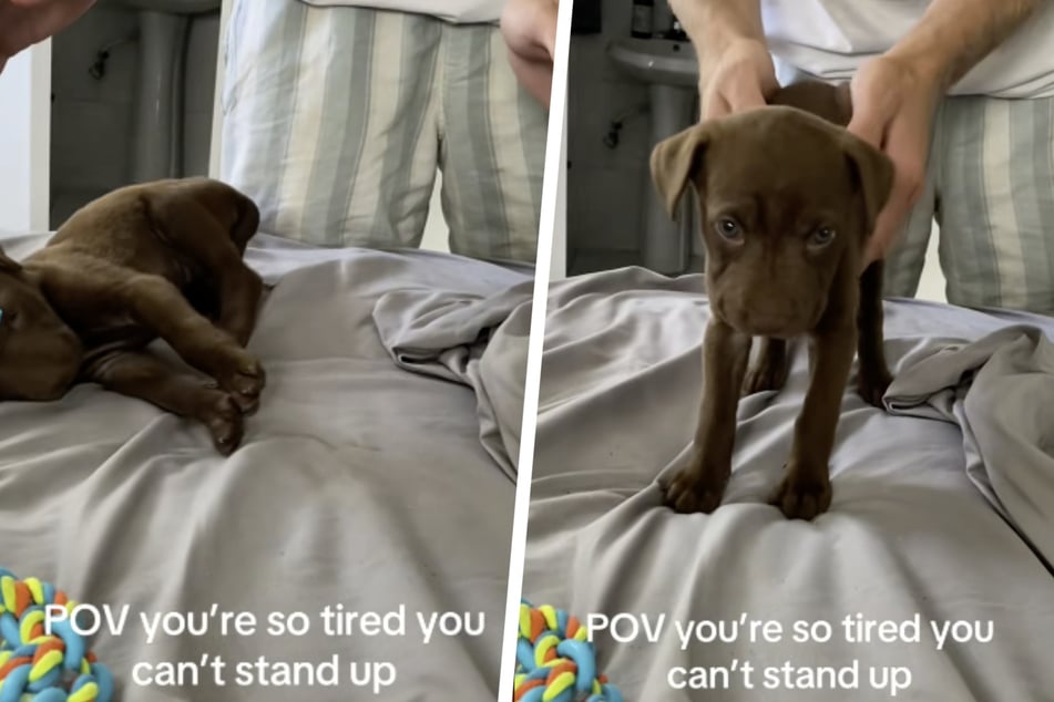 Sleepy puppy stubbornly refuses to stay upright in hysterical viral video!