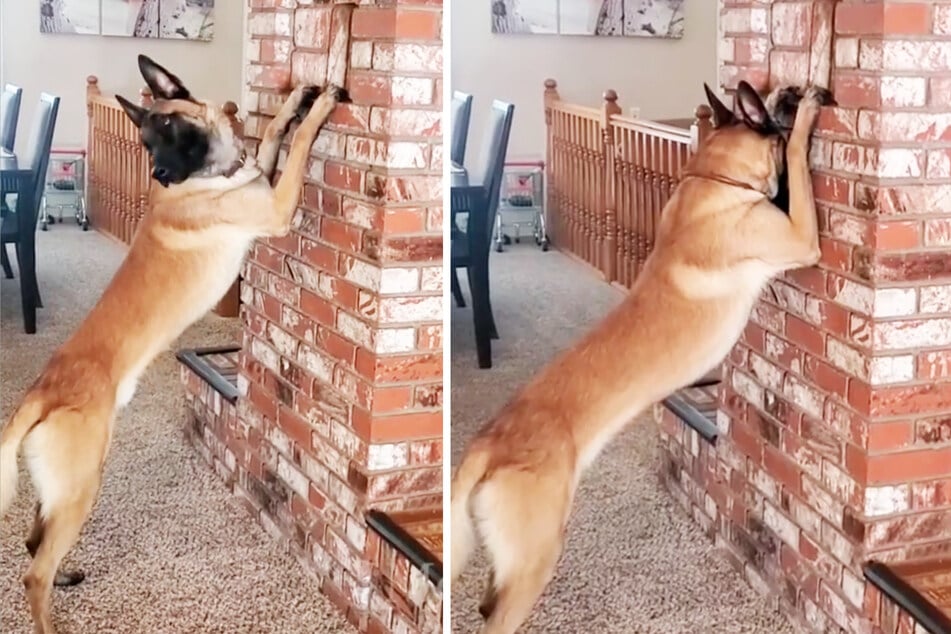 Schummeln darf der belgische Schäferhund aber nicht. Er muss seinen Kopf an der Wand behalten.