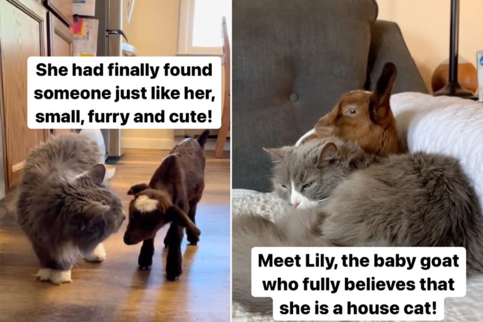 Baby goat tries living the house cat life in giggle-worthy viral video