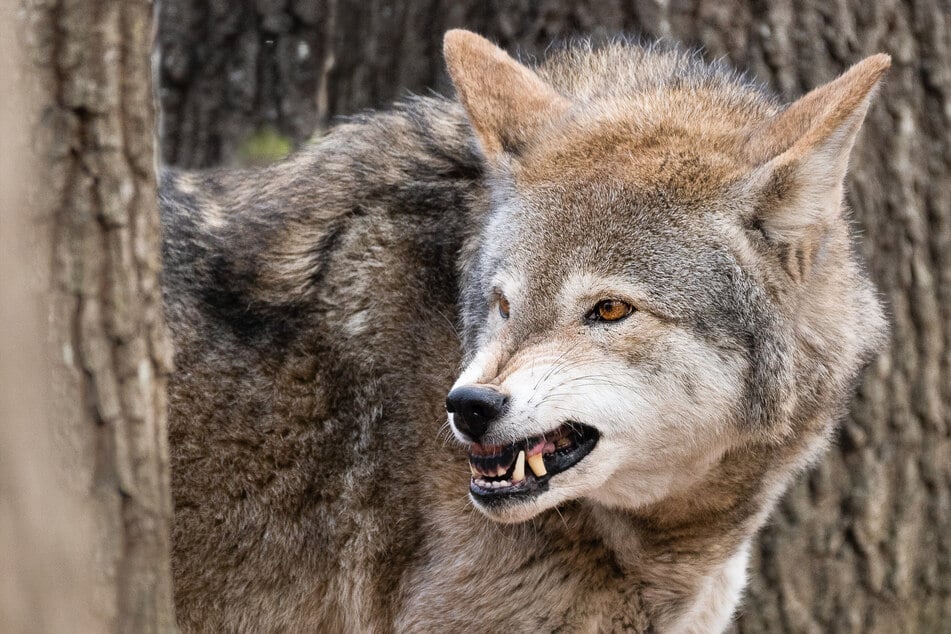 Red wolves should socialized in captivity with very little human interaction, to help them with the transition into the wild world.