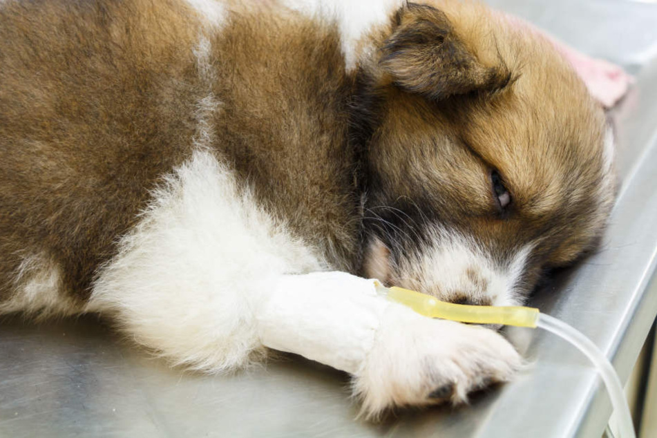 Die Polizei und eine Tierärztin versuchten sechs Stunden lang den Hund mit einer Lebendfalle zu fangen, dann erschossen sie ihn (Symbolbild).