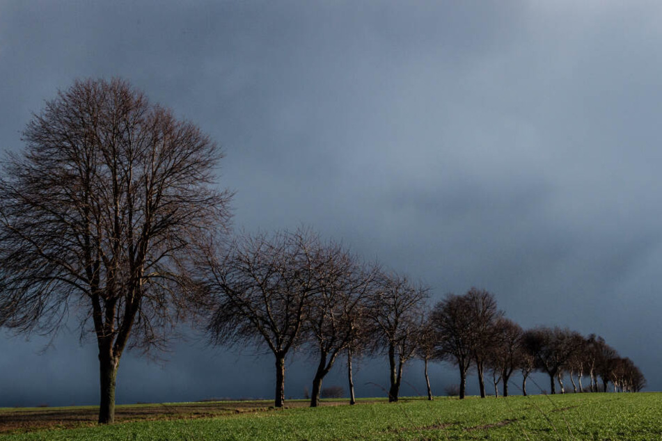Das braut sich etwas zusammen: Regenwolken ziehen über ein Feld mit Bäumen bei Seeburg im Landkreis Göttingen. Auswirkungen vom Sturmtief "Sabine" sind in Südniedersachsen noch zu spüren