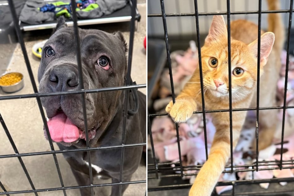 Minnesotan pets need help after ICE Surge.