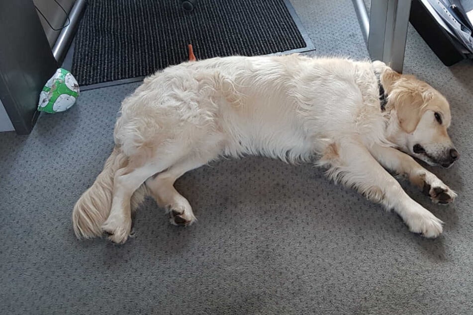 Wie ein Häufchen Elend: Völlig fertig liegt der Golden Retriever auf dem Fußboden.
