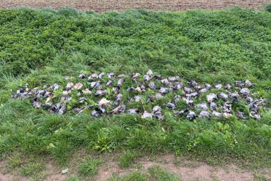 Gruseliger Fund in Thüringen: 80 geköpfte Tauben an Feldrand entdeckt