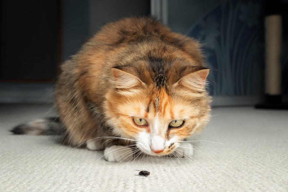 Eine einfache Stubenfliege erscheint harmlos, aber sie könnte von Parasiten befallen sein und die Katze infizieren.