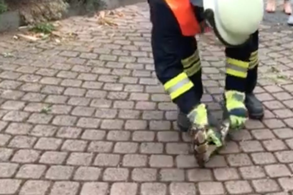 Ein Kamerad der Feuerwehr Rösrath packte die Schlange geschickt an.
