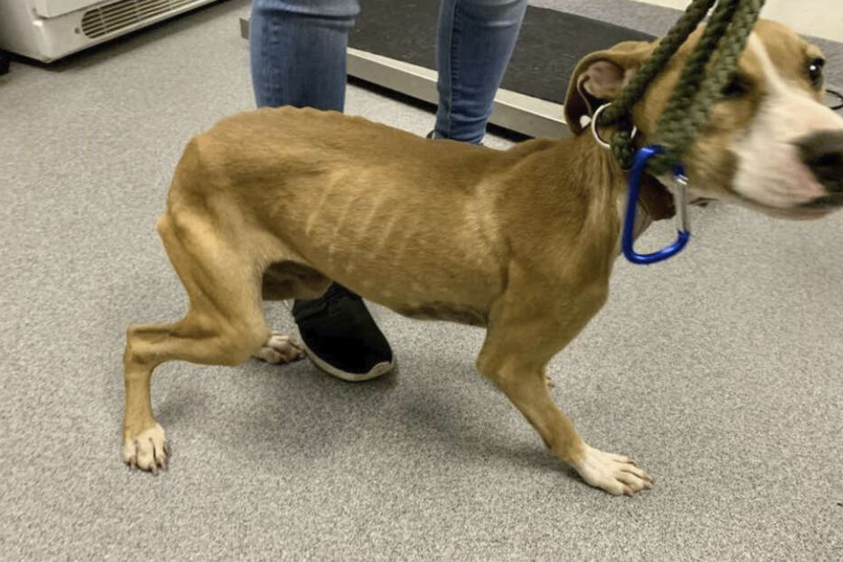 Herzzerreißender Anblick! Dieses Bild veröffentlichten Tierschützer der "Suffolk County SPCA" auf Facebook.