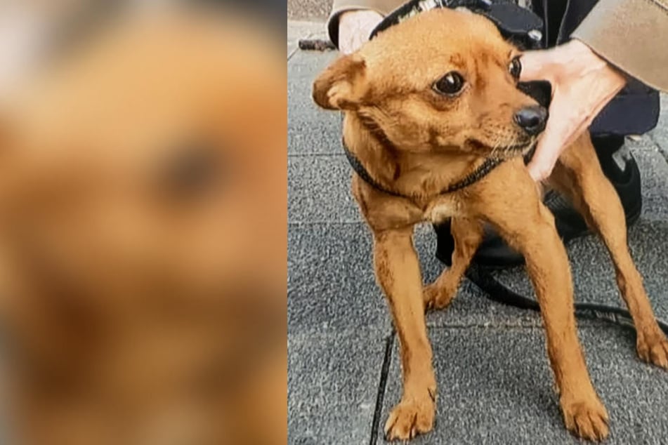 Mit diesem Bild sucht die Polizei nach "Gizmo".
