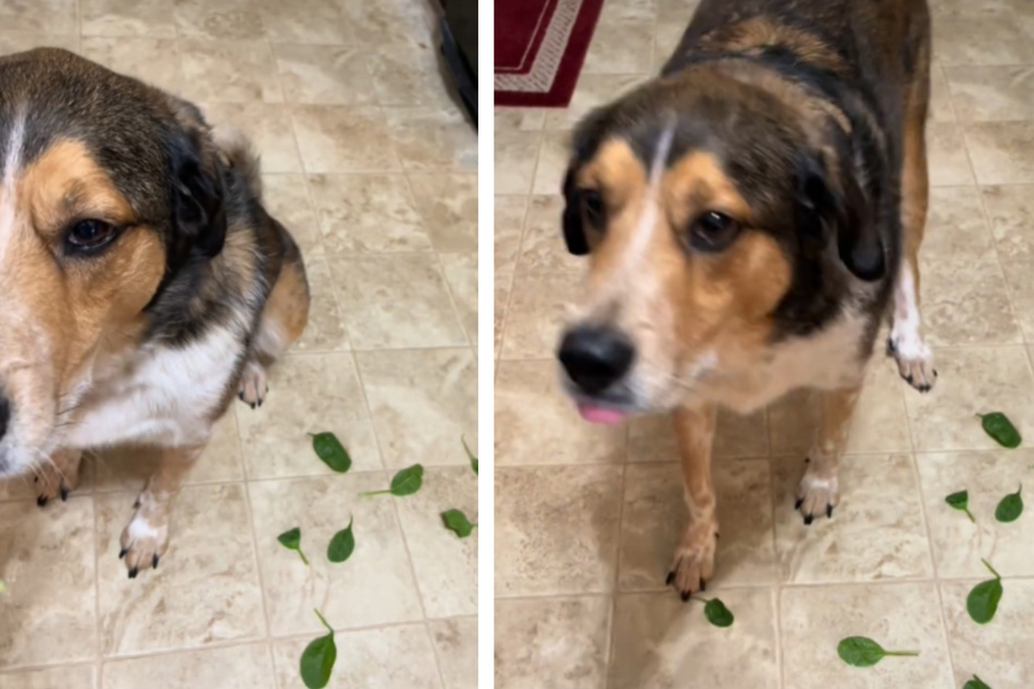 The internet is cackling at this dog who keeps begging for spinach, spitting it out, and then begging again in hopes that the next leaf will be tastier than the last.