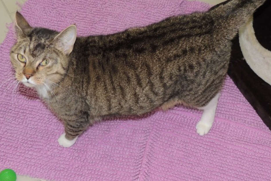 Lucy hat durch eine Operation am Auge ein etwas kleineres Auge.