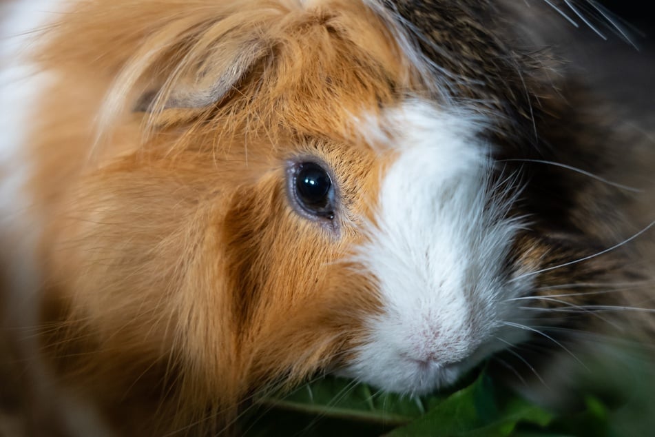 Wie steht es um die Sehkraft bei Meerschweinchen?