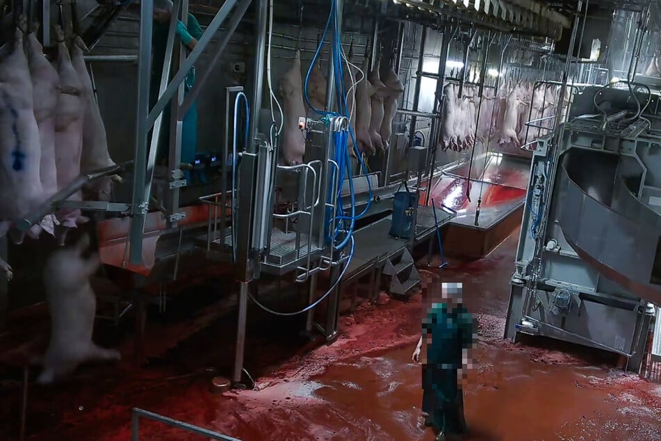 Als ein Schwein sich verhakt, schneidet ein Mitarbeiter kurzerhand den Fuß ab und lässt das lebende Tier zu Boden stürzen.