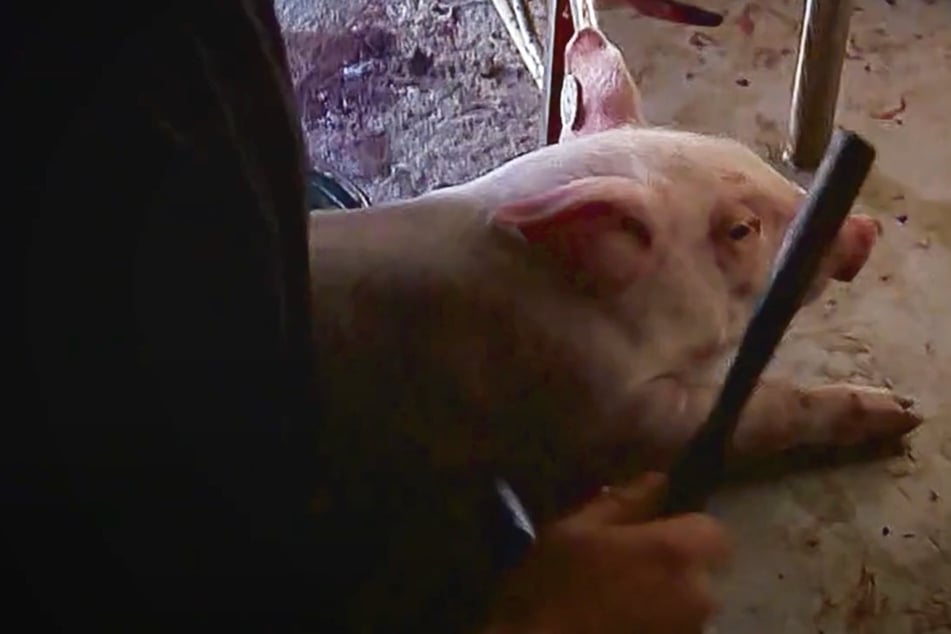 Anstatt mit einem gezielten und kräftigen Schlag auf den Kopf wurden einige Ferkel auf den Betonboden geschleudert.