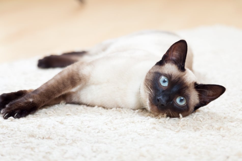The Siamese cat is known for its blue eyes and unique coat pattern.
