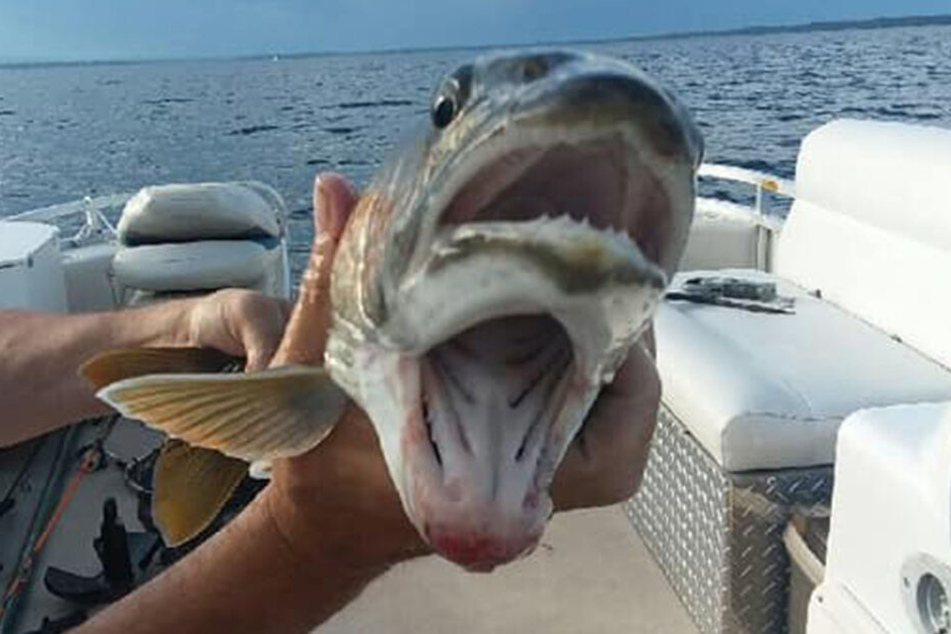 Der Fisch hatte zwei "Mäuler".