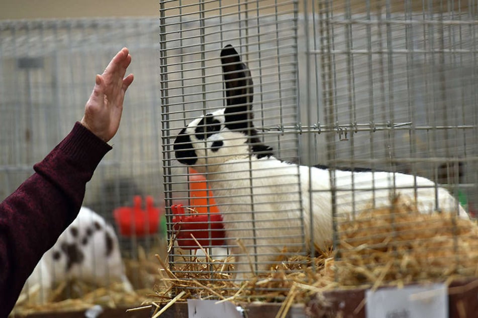 Die schönsten Kaninchen Deutschlands werden an diesem Wochenende in Leipzig gekürt.