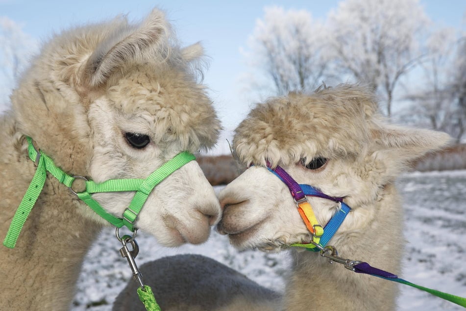 Mit Alpakas im Schnee spazieren gehen - macht das Spaß? Die Winterferien bieten genug Zeit zum Ausprobieren!