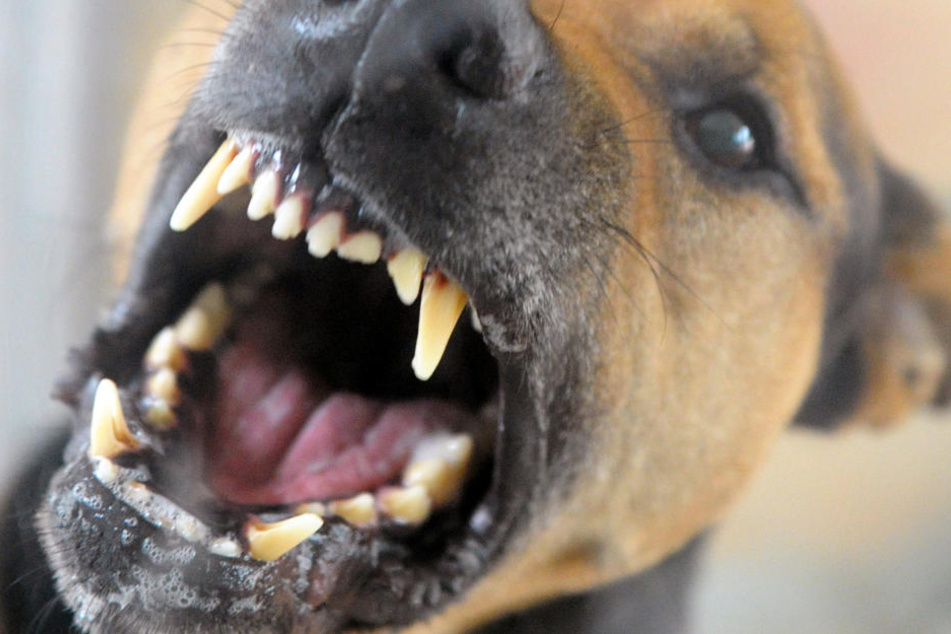 Ein Staffordshire Terrier Labrador Mix griff das Kind an und verletzte sie im Gesicht schwer. (Symbolbild)