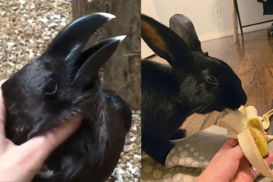 Links der falsche "Hase", rechts ein echtes Kaninchen.