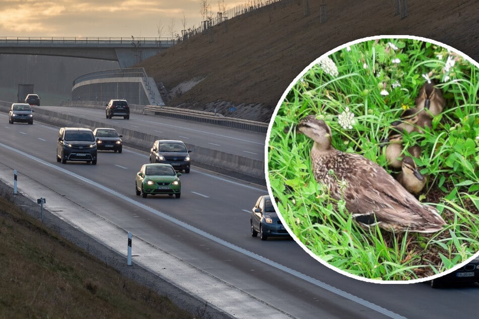 Unfall A94: Tierischer Einsatz: Entenmutter mit Küken will A94 überqueren
