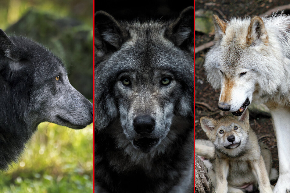 What Was The Biggest Wolf Ever 