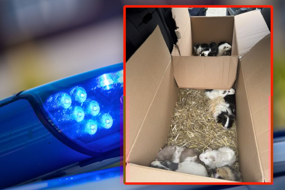 20 Meerschweinchen wurden in Söchtenau ausgesetzt. Jetzt ermittelt die Polizei. (Symbolfoto)